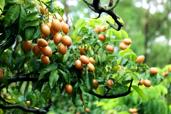 股票配资app下载排行 黄皮正大量上市，跟着广东人吃一定不会错系列+1！北方网友：藏太深了